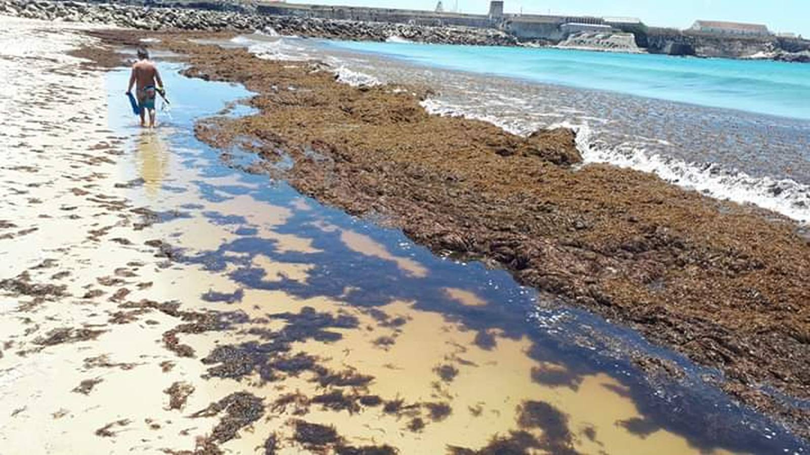 VÍDEO: Las algas invasoras, en las playas de Cádiz y en los fondos marinos